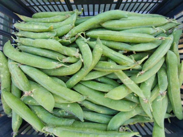 Fresh Peas