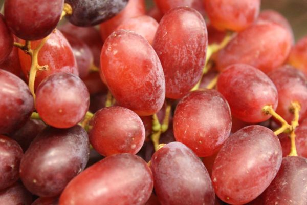 Red Seedless Grapes