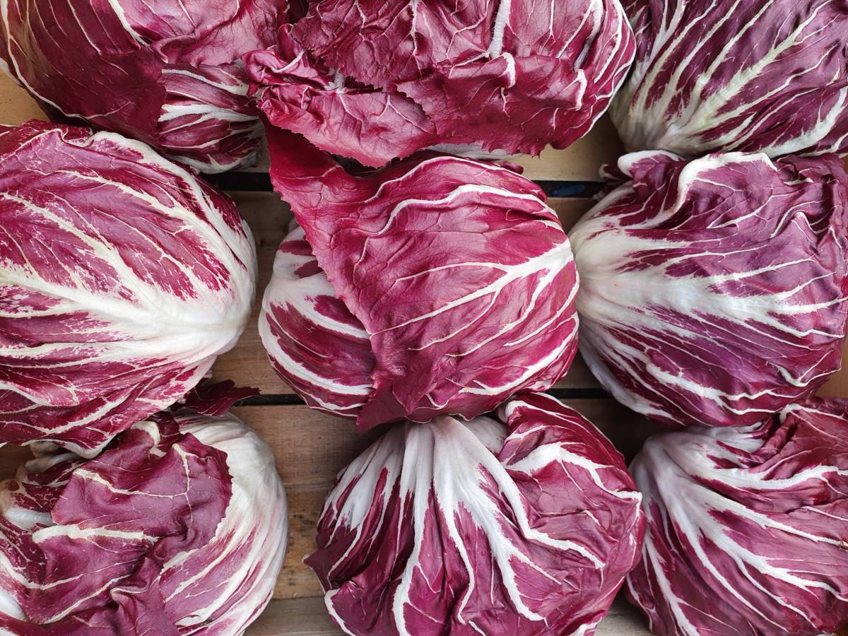 Radicchio The Northampton Grocer