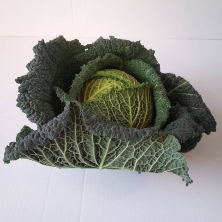 Savoy Cabbage The Northampton Grocer