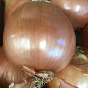 Onion