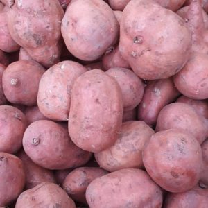 Sweet potato XXL x 2