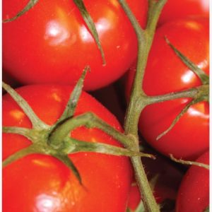 Tomatoes
