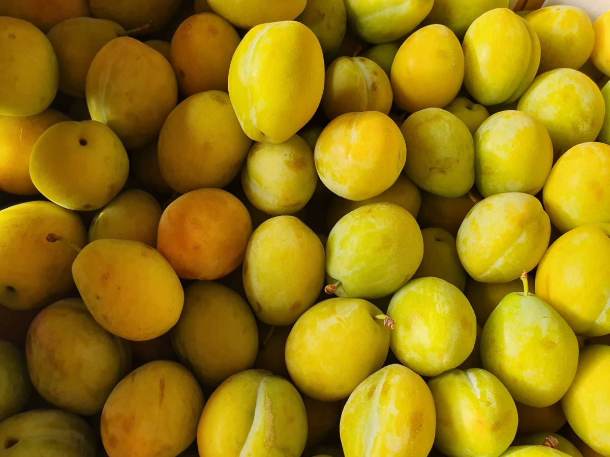 Shiro Plums Information And Facts, 44% OFF